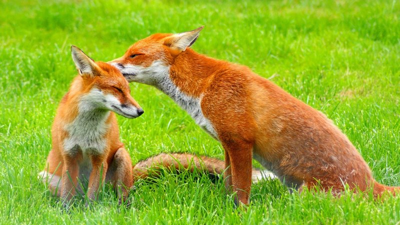 fox hunt